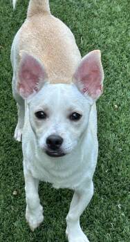 Jason -  Schnauzer and Chihuahua Dog for Adoption in Sarasota, Florida - Jason | PetCurious