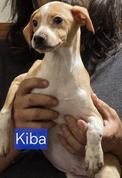 Chihuahua Dogs Available for Adoption in Minneapolis, Minnesota - Kiba | PetCurious