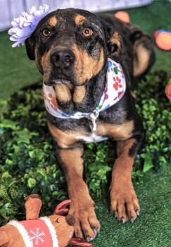 Rottweiler and Australian Cattle Dog Blue Heeler Dogs Available for Adoption in Lucas, Texas - Michelle | PetCurious