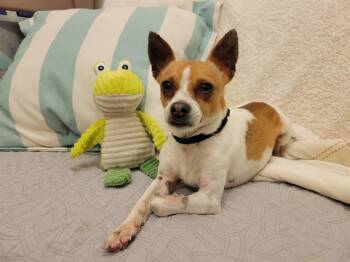 Chihuahua and Mixed Breed Dogs Available for Adoption - EDDIE | PetCurious