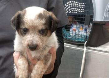 Australian Cattle Dog Blue Heeler and Mixed Breed Dogs Available for Adoption in Albuquerque, New Mexico - BECKY | PetCurious