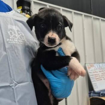 Syrax -  Labrador Retriever and Mixed Breed Dog for Adoption in Morton Grove, Illinois - Syrax | PetCurious