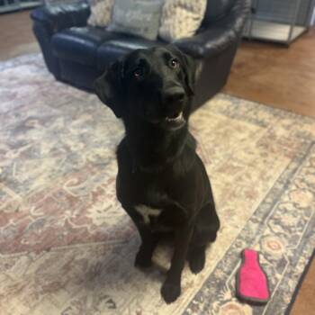 Black Labrador Retriever Dogs Available for Adoption in Clarksville, Arkansas - Daphne | PetCurious