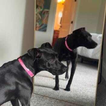 Becky -  Pit Bull Terrier and Mixed Breed Dog for Adoption in Shorewood, Illinois - Becky | PetCurious
