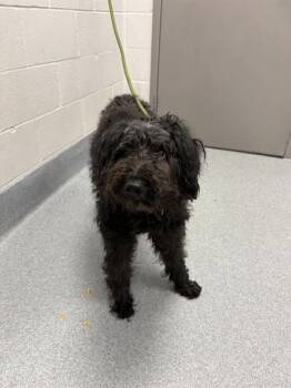SADIE MAE -  Poodle and Australian Shepherd Dog for Adoption in Indianapolis, Indiana - SADIE MAE | PetCurious