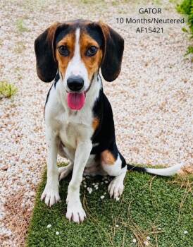 Gator -  Foxhound Dog for Adoption - Gator | PetCurious