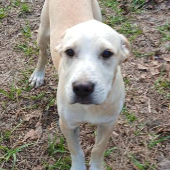 Mixed Breed Dogs Available for Adoption in Williston, Florida - Ilyas | PetCurious