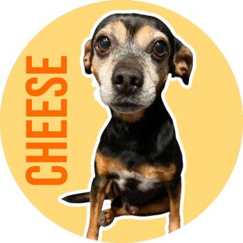 Cheese -  Chihuahua Dog for Adoption in Fort Worth, Texas - Cheese | PetCurious