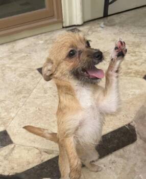 Vixen -  Terrier Dog for Adoption in Richmond, Texas - Vixen | PetCurious