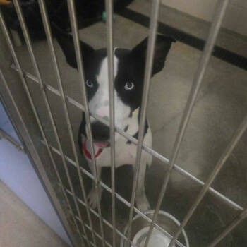 Rescue Border Collie Dogs for Adoption in Apache Junction, Arizona - Charlie | PetCurious
