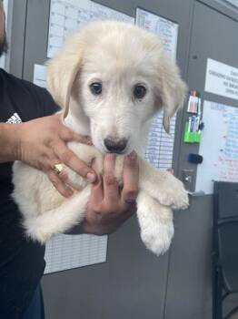 LENA -  Mixed Breed Dog for Adoption in Dallas, Texas - LENA | PetCurious