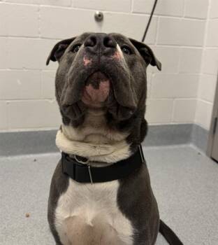 TIMMY -  Pit Bull Terrier Dog for Adoption in Indianapolis, Indiana - TIMMY | PetCurious