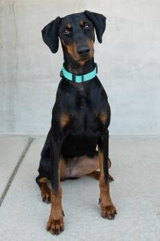 Daisy -  Mixed Breed Dog for Adoption in Longmont, Colorado - Daisy | PetCurious
