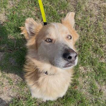 Rudy -  Shepherd Dog for Adoption in Woodstock, Ontario - Rudy | PetCurious