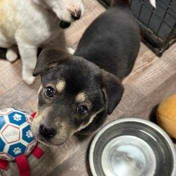 Mixed Breed Dogs Available for Adoption - Tiburon | PetCurious