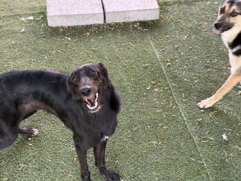 Sabrina -  Shepherd Dog for Adoption in Crystal Lake, Illinois - Sabrina | PetCurious