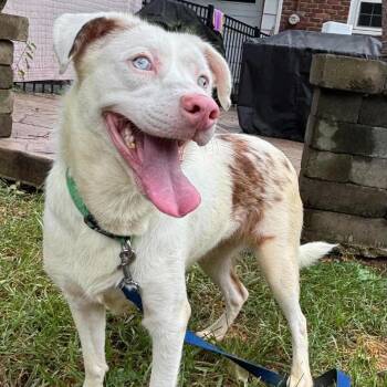 Miso -  Cattle Dog and Australian Shepherd Dog for Adoption in Prospect, Kentucky - Miso | PetCurious