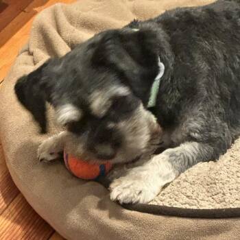 Arnold Schnauzer -  Schnauzer and Mixed Breed Dog for Adoption in Potomac, Maryland - Arnold Schnauzer | PetCurious