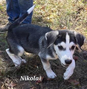 Rescue Siberian Husky Dogs for Adoption in Warren, Rhode Island - Nikolai | PetCurious