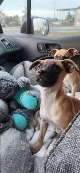 Chihuahua and Mixed Breed Dogs Available for Adoption - Holly | PetCurious