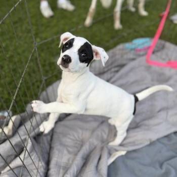 Terrier Dogs Available for Adoption in Carencro, Louisiana - Bonobo | PetCurious