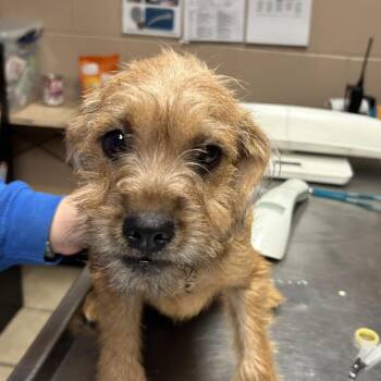 Rat Terrier and Rottweiler Dogs Available for Adoption in Newport, North Carolina - Zander | PetCurious