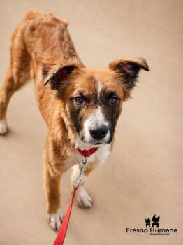 Ella -  Mixed Breed Dog for Adoption in Fresno, California - Ella | PetCurious