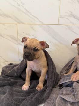 Poached -  Pit Bull Terrier and Boxer Dog for Adoption in Phoenix, Arizona - Poached | PetCurious