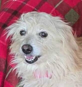 Rescue Norfolk Terrier and Poodle Dogs for Adoption in Boerne, Texas - ShortStack | PetCurious