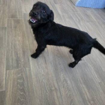 Miniature Schnauzer and Mixed Breed Dogs Available for Adoption - Brillo | PetCurious