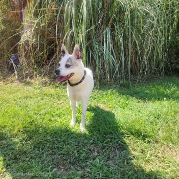 Lilly Rose -  Feist Dog for Adoption in Manhasset, New York - Lilly Rose | PetCurious