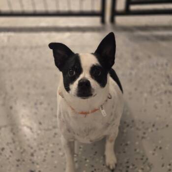 Chihuahua Dogs Available for Adoption in Mansfield, Texas - Lucky | PetCurious