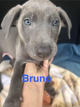 Bruno Song -  Labrador Retriever Dog for Adoption in Fort Worth, Texas - Bruno Song | PetCurious