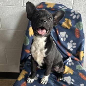 Uno -  French Bulldog Dog for Adoption in Red Bluff, California - Uno | PetCurious
