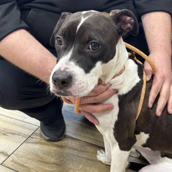 Mixed Breed Dogs Available for Adoption in Newark, New Jersey - Callie | PetCurious