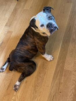 English Bulldog Dogs Available for Adoption in Blue Springs, Missouri - Gracie | PetCurious