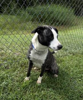 Gracie -  Siberian Husky and Mixed Breed Dog for Adoption in Conway, South Carolina - Gracie | PetCurious