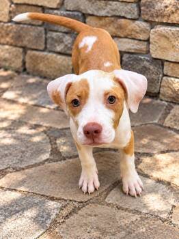 Merri -  American Bulldog Dog for Adoption in Lutz, Florida - Merri | PetCurious