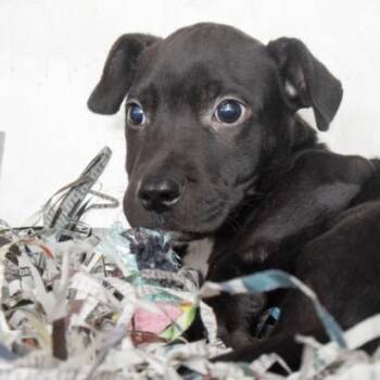 JUDE -  Border Collie and Mixed Breed Dog Available for Adoption in St. Louis, Missouri - JUDE | PetCurious