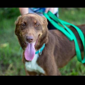 Domino -  Mixed Breed Dog for Adoption in Lake Jackson, Texas - Domino | PetCurious
