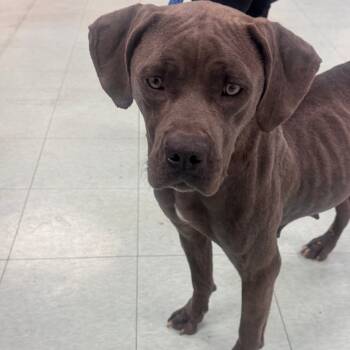 Rescue Pit Bull Terrier Dogs for Adoption in Philadelphia, Pennsylvania - Crumble | PetCurious