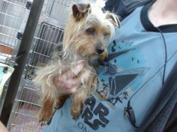 SKITTLES -  Yorkshire Terrier Dog for Adoption in Salinas, California - SKITTLES | PetCurious