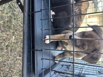 Rescue Labrador Retriever and Terrier Dogs for Adoption in Haslet, Texas - Sally | PetCurious
