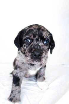 Simmons -  Labrador Retriever Dog for Adoption in Bixby, Oklahoma - Simmons | PetCurious