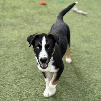 Border Collie and Bernese Mountain Dog Dogs Available for Adoption - Hoss | PetCurious