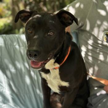 Iram - Perfect mix of fun and chill -  Labrador Retriever and Collie Dog for Adoption in Andover, Massachusetts - Iram - Perfect Mix Of Fun And Chill | PetCurious