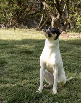 Mixed Breed Dogs Available for Adoption in Durham, North Carolina - Raven | PetCurious