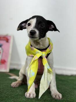 Uncle-One of our Amazing Rescue Dogs -  Italian Greyhound and Dachshund Dog for Adoption in Carlsbad, California - Uncle-One Of Our Amazing Rescue Dogs | PetCurious
