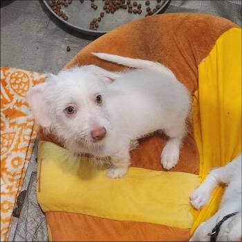 Joshua -  Wirehaired Terrier and Poodle Dog for Adoption in Thompson Falls, Montana - Joshua | PetCurious