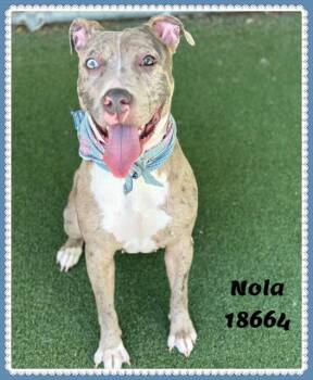 American Bully and Pit Bull Terrier Dogs Available for Adoption in Marietta, Georgia - NOLA | PetCurious